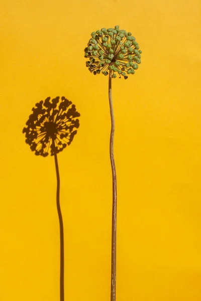 Yeşil yıldız topu pırasası, sarı arka planda Allium devi