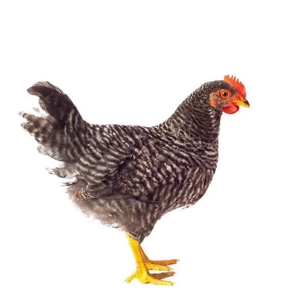 Barred Plymouth Rock hen isolated — Stock Photo, Image