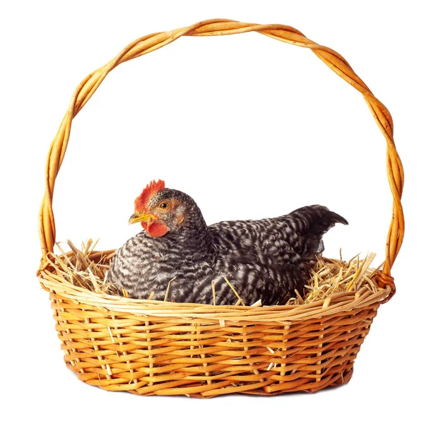 Beyaz arka planlı engelli Plymouth Rock tavuğu