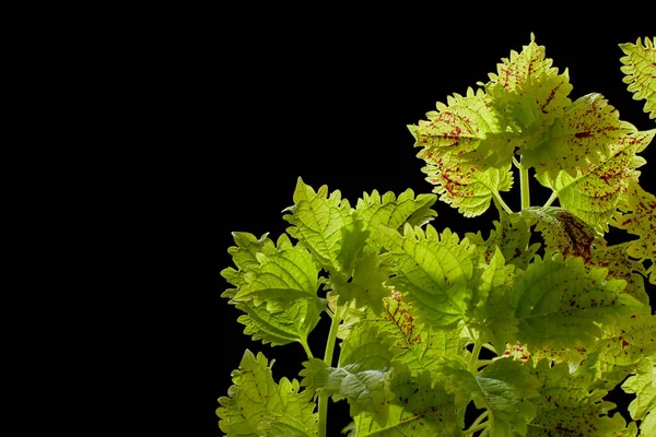 Siyah arka planda yeşil koleus, güzel sanatlar izole bir çiçeğin yakın plan yaşamı.