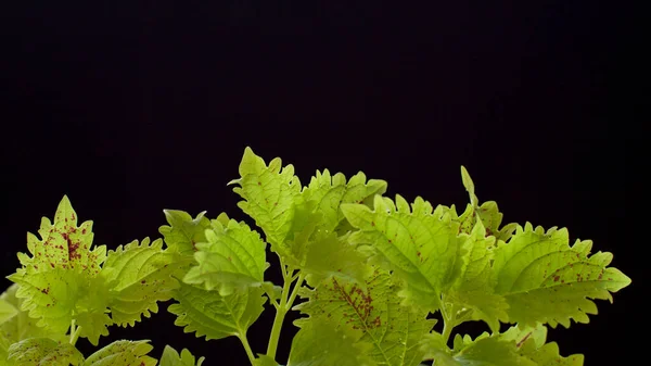 Siyah arka planda yeşil koleus, güzel sanatlar izole bir çiçeğin yakın plan yaşamı.