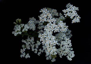 Yarrow Beyaz Çiçekleri Achillea değirmen yaprağı siyah arkaplan