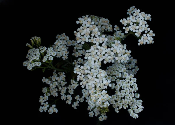 Yarrow Beyaz Çiçekleri Achillea değirmen yaprağı siyah arkaplan