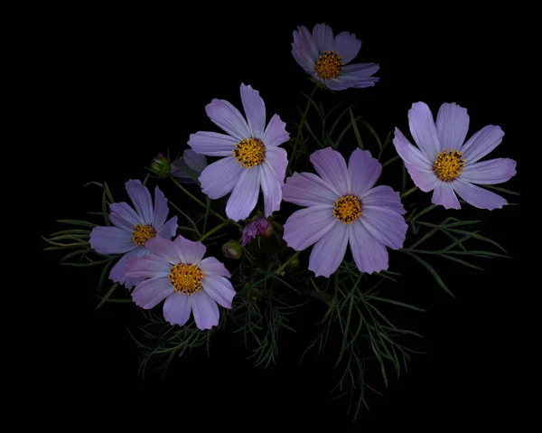 Yaz çiçekleri pembe kozmos - Latin Cosmos Bipinnatus 'ta, siyah arka planda izole.