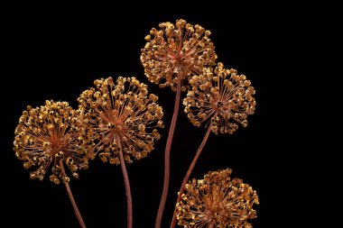 Dried faded allium giganteum blossom macro on black background clipart