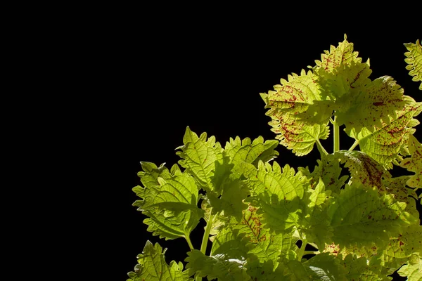 Siyah arkaplanda yeşil coleus