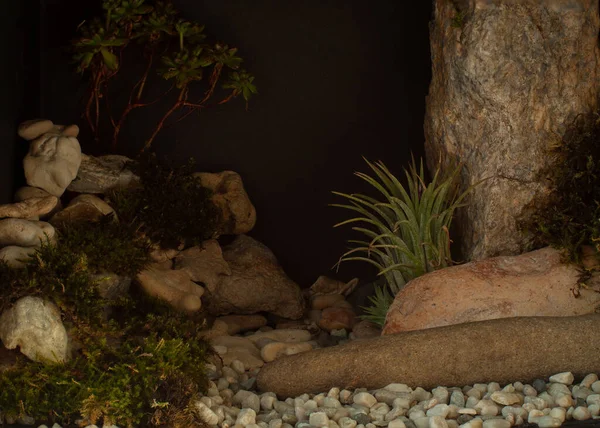 Doğada yeşil yosun ve taşlar