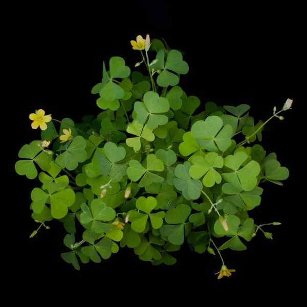 Beautiful Lucky Oxalis Stricta closeup — Stock Photo, Image