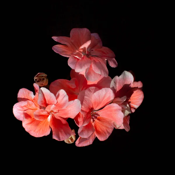 Koralli geranium kukkia musta tausta — kuvapankkivalokuva