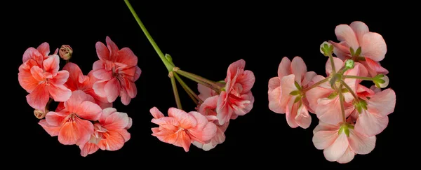 Siyah arkaplanda mercan sardunya çiçekleri