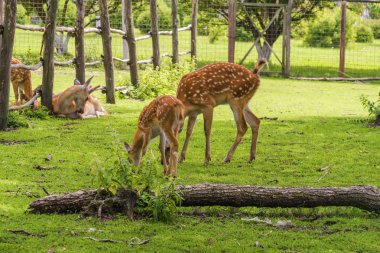 Stary Oskol Geyiği, Belgorod Bölgesi, Rusya.