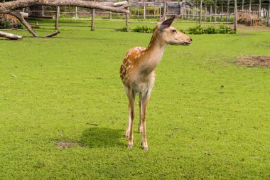 Stary Oskol Geyiği, Belgorod Bölgesi, Rusya.
