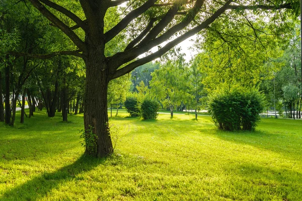Güney Butovo bölgesindeki Yuzhnoe Butovo parkının yaz sabahı manzarası, Moskova, Rusya.