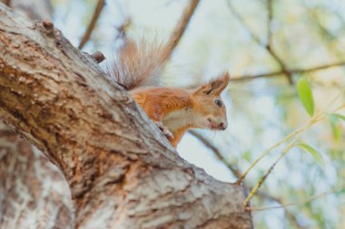 sincap fındık ağacı üzerinde ile sonbaharda oturan 