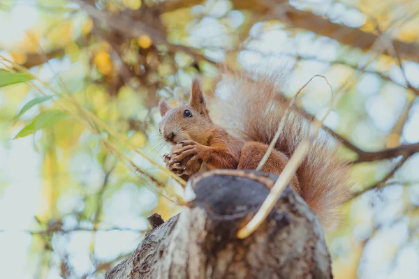 Wiewiórka Siedzi Orzechów Drzewa Jesienią — Zdjęcie stockowe