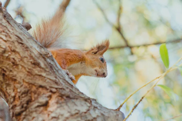 Eichhörnchen Sitzt Herbst Mit Nuss Auf Dem Baum — Stockfoto