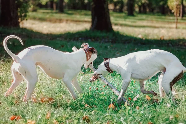 Dwa Białe Whippets Zabawie Parku — Zdjęcie stockowe