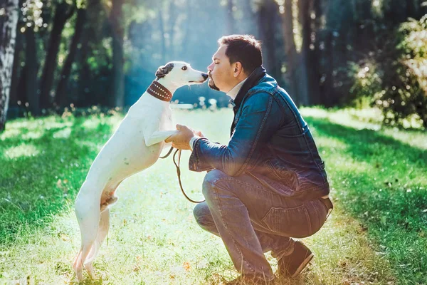 Portrét Hezkého Muže Džínách Oblečení Whippet Psy Venkovním Prostředí Koncepce — Stock fotografie