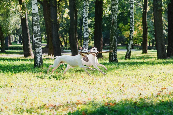 Dwa Białe Whippets Zabawie Parku — Zdjęcie stockowe