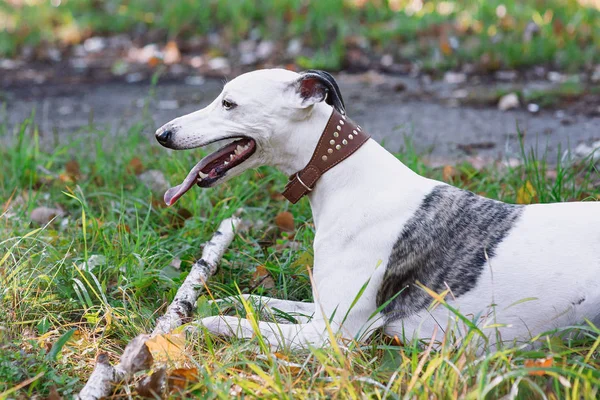 Ritratto Whippet Bianco Con Bastone All Aperto Nel Parco — Foto Stock