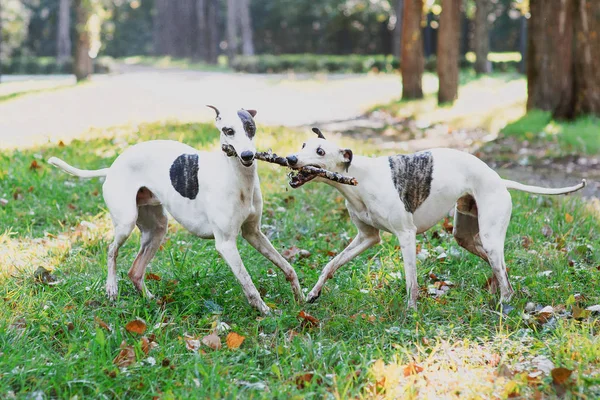 Two White Whippets Playing Outdoor Park — Stock Photo, Image
