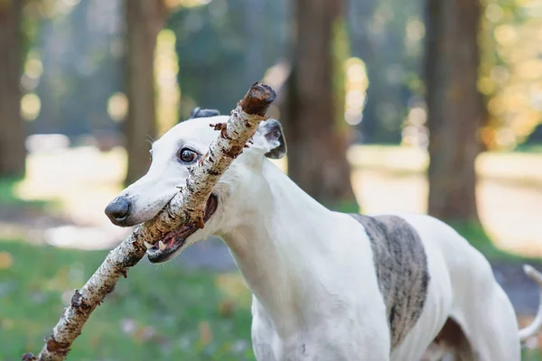 Ritratto Whippet Bianco Che Gioca Con Bastone All Aperto Nel — Foto Stock