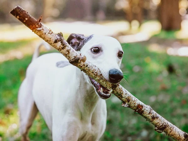 Portret Biały Whippet Kijem Odkryty Parku — Zdjęcie stockowe