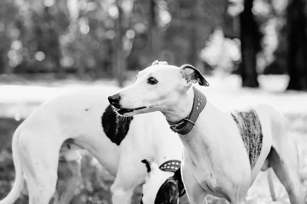 Retrato Monocromático Whippets Brancos Livre Parque — Fotografia de Stock