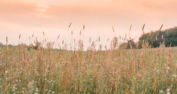 Sommaren Lugn Natur Bakgrund Gräset Fältet Vid Solnedgången — Stockfoto
