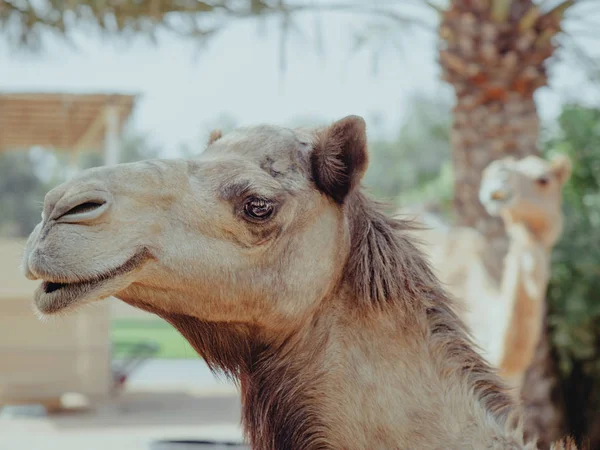 Porträt Zweier Kamele — Stockfoto