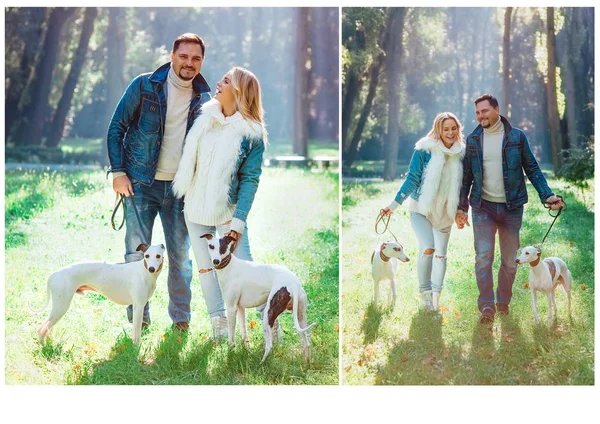 Красивая Прекрасная Пара Женщина Мужчина Кеанской Одежде Ходить Whippets Собак — стоковое фото