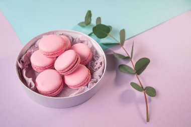 pembe lezzetli ev yapımı macarons yuvarlak kutusu ve Menekşe (mor) dalına okaliptüs ve mentol (yeşil) arka plan