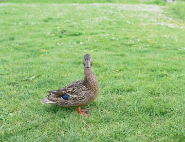 alanında çim ördek