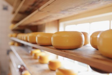 Süt endüstrisinde üretim süreci - rafta bir cheesery taze üretilen peynir (satmak için)