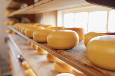 Süt endüstrisinde üretim süreci - rafta bir cheesery taze üretilen peynir (satmak için)