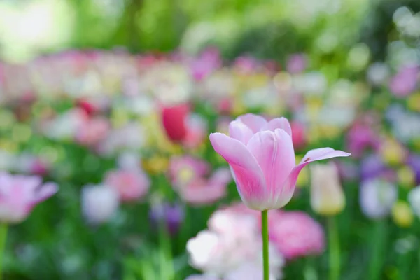 Tulip background. Beautiful bouquet of tulips. colorful tulips. tulips in spring, colorful tulip