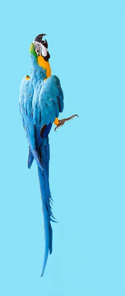 Fondo Pantalla Con Ara Parrot Foto Sobre Fondo Azul —  Fotos de Stock