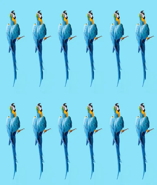 Mavi Arka Plan Üzerinde Ara Papağan Fotoğraf Modern Desenli Duvar — Stok fotoğraf