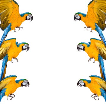 beyaz arka plan izole ara papağan çerçevesi
