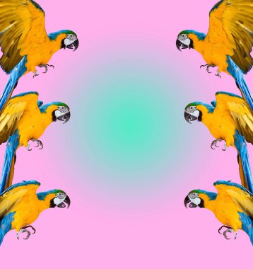 renkli arka plan üzerinde ara papağan çerçeve