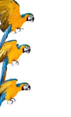 beyaz arka plan izole ara papağan çerçevesi
