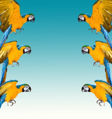 renkli arka plan üzerinde ara papağan çerçeve