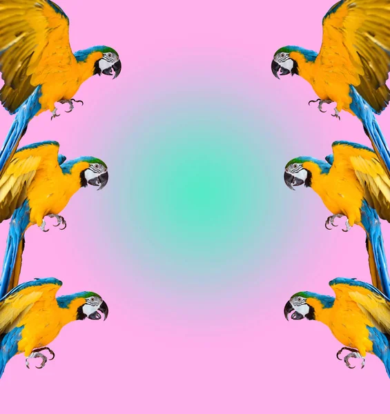 Rahmen Aus Papageien Auf Buntem Hintergrund — Stockfoto