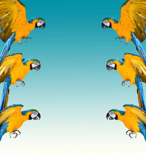 Renkli Arka Plan Üzerinde Ara Papağan Çerçeve — Stok fotoğraf