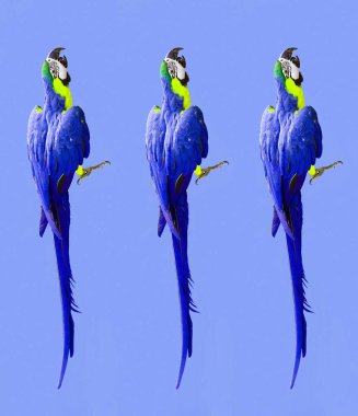 Ara papağan (fotoğraf) modern desenli Çılgın renkli ultraviyole duvar kağıdı 