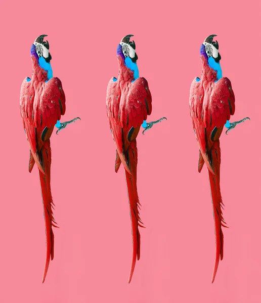 Ara Papağan Fotoğraf Modern Desenli Çılgın Renkli Ultraviyole Duvar Kağıdı — Stok fotoğraf