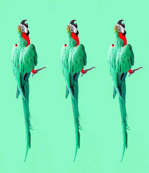 Çılgın Pop Sanat Ara Papağan Fotoğraf Modern Desen Renkli Ultraviyole — Stok fotoğraf