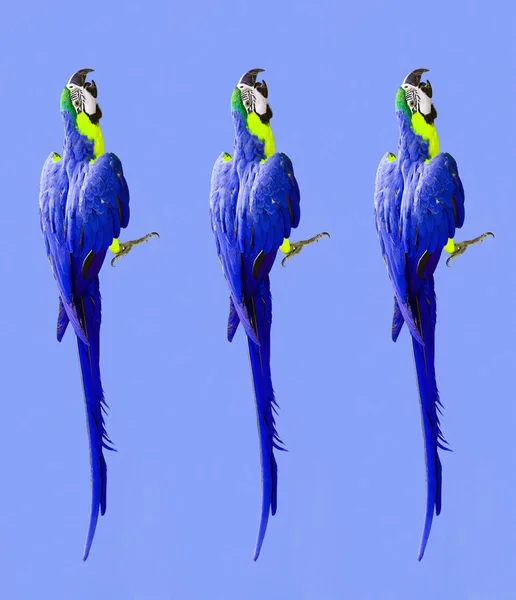 Crazy colorful ultraviolet wallpaper with ara parrots (photo) modern pattern — Stock Image Crazy Colorful Ultraviolet Wallpaper Ara Parrots Photo Modern Pattern Royalty Free Stock Photos