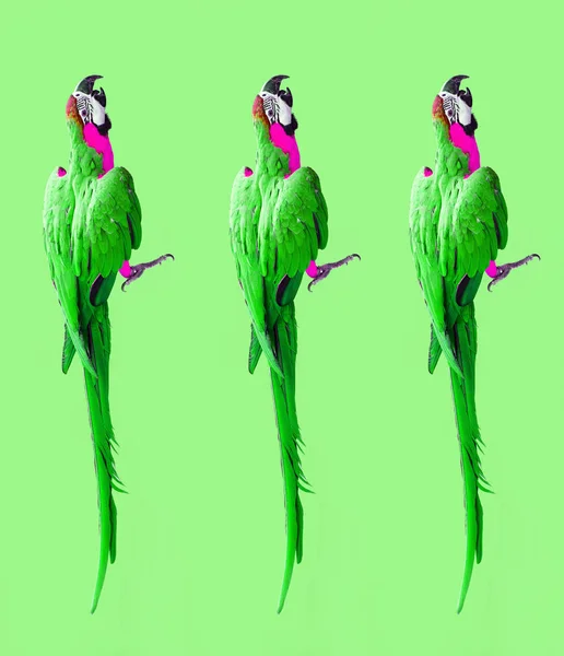 Crazy colorful ultraviolet wallpaper with ara parrots (photo) modern pattern — Stock Image Crazy Colorful Ultraviolet Wallpaper Ara Parrots Photo Modern Pattern Royalty Free Stock Images