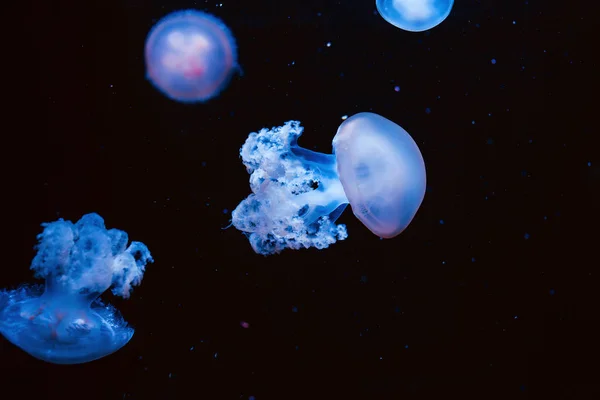 Удивительные Космические Гипнотические Красочные Мраморные Медузы Водой Аквариуме Темном Фоне — стоковое фото